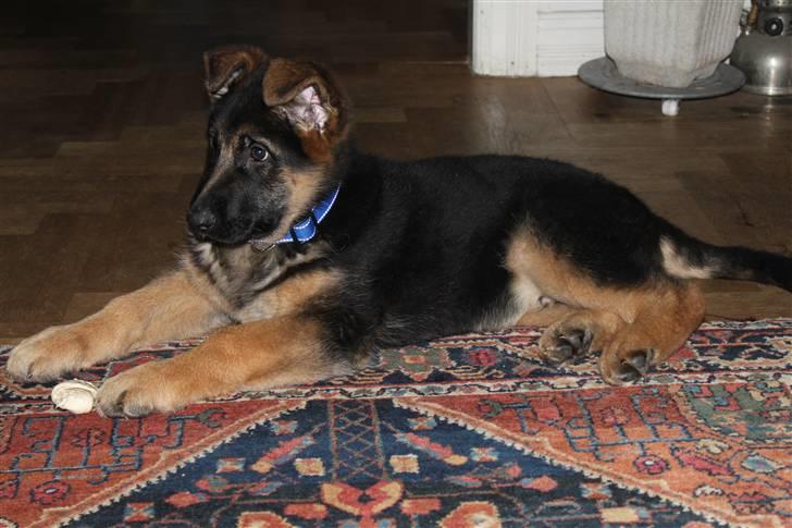 Schæferhund Hekami Turbo (Kovo) billede 5