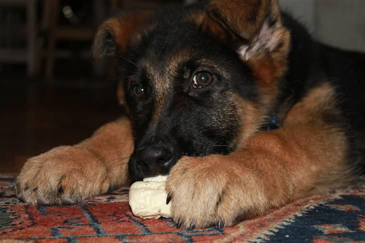 Schæferhund Hekami Turbo (Kovo) billede 6