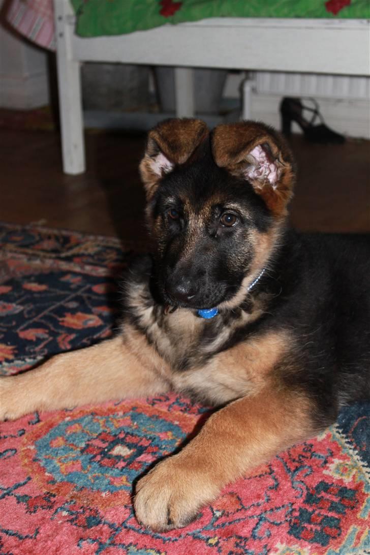 Schæferhund Hekami Turbo (Kovo) billede 7