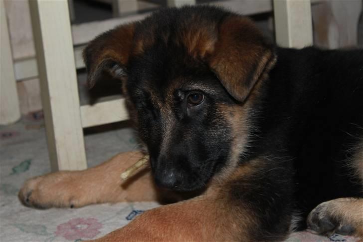 Schæferhund Hekami Turbo (Kovo) billede 8