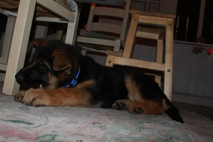 Schæferhund Hekami Turbo (Kovo) billede 9