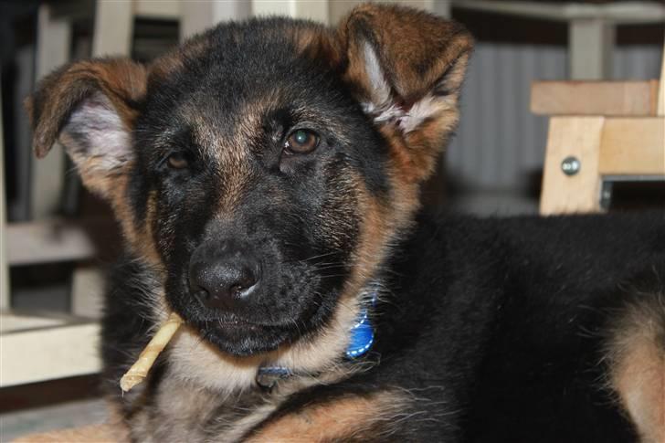 Schæferhund Hekami Turbo (Kovo) billede 10