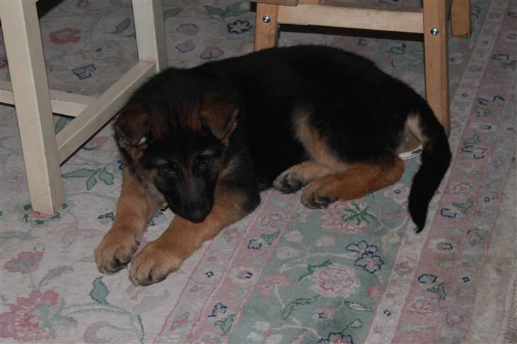 Schæferhund Hekami Turbo (Kovo) billede 11