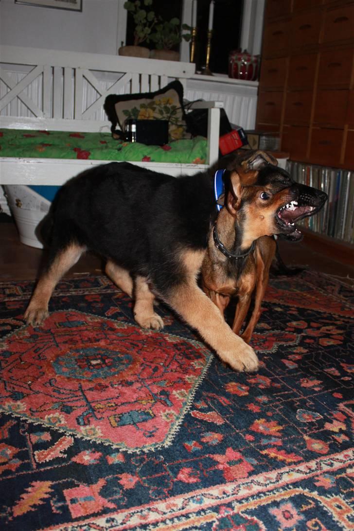 Schæferhund Hekami Turbo (Kovo) billede 12