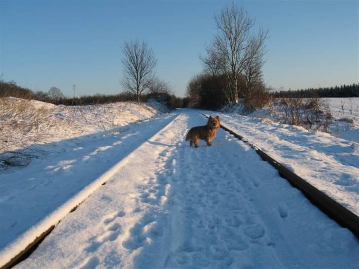Cairn terrier **Mickey** billede 12