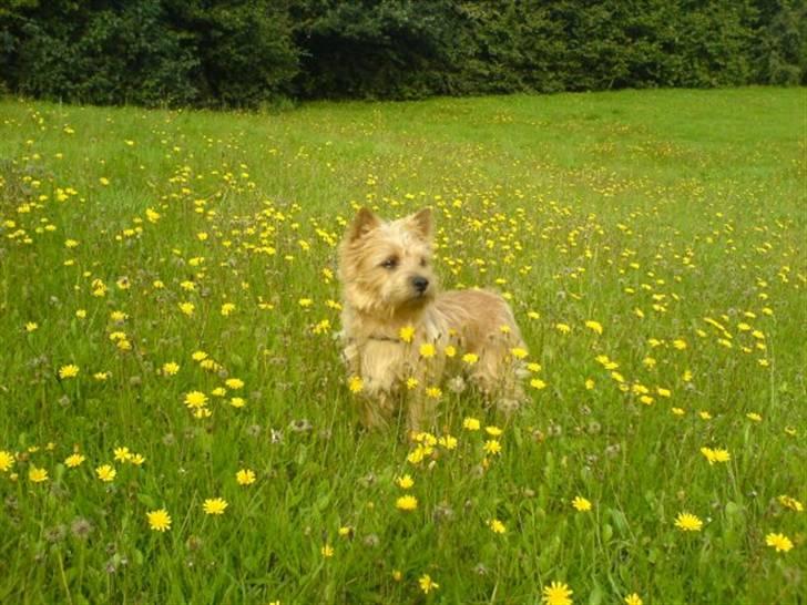 Cairn terrier **Mickey** billede 13