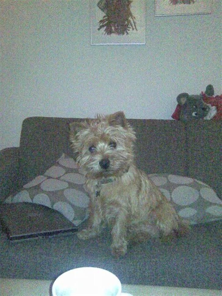 Cairn terrier **Mickey** - Desværre meget dårlig billede kvalitet, men super sødt billede ikk? billede 14