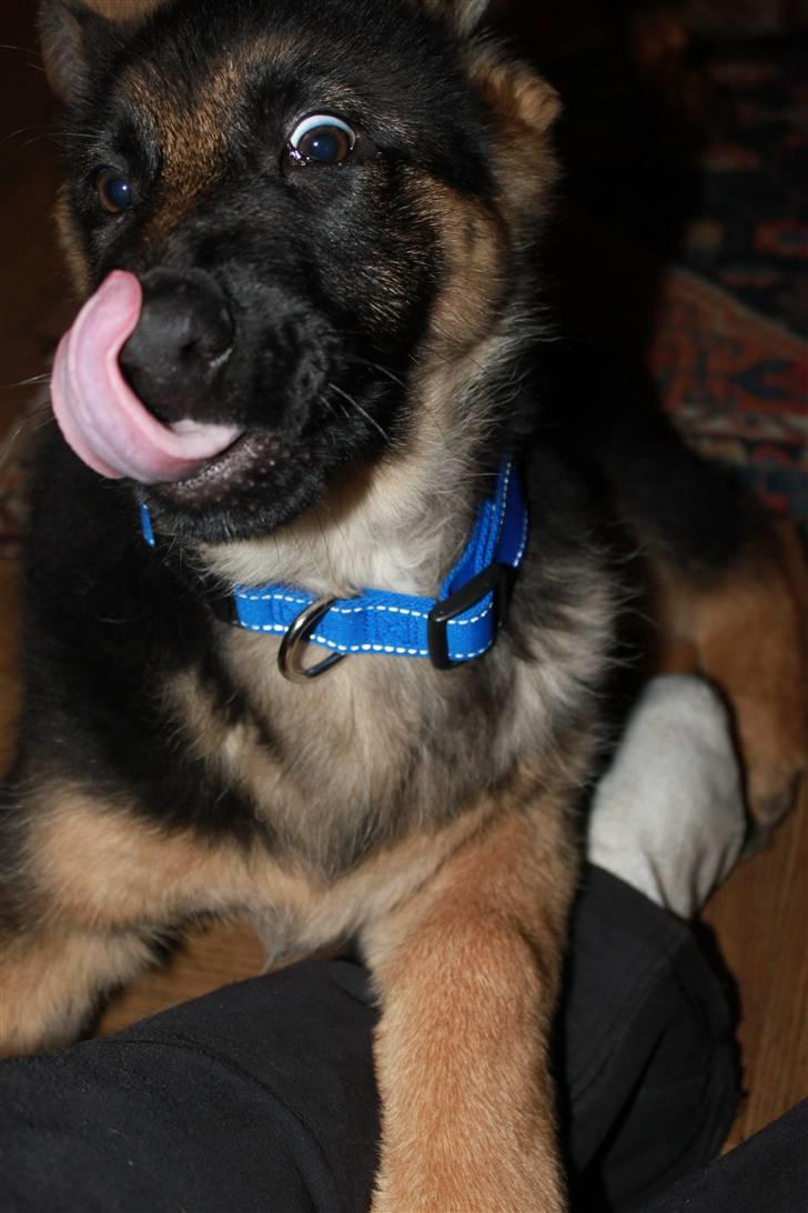 Schæferhund Hekami Turbo (Kovo) billede 13