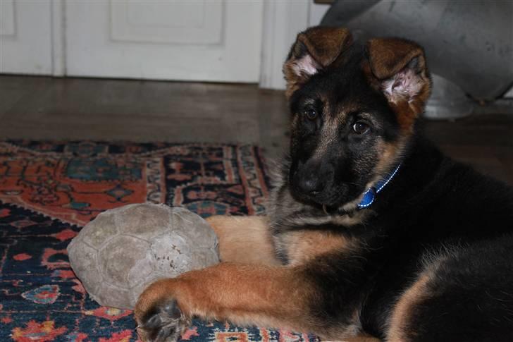 Schæferhund Hekami Turbo (Kovo) billede 14