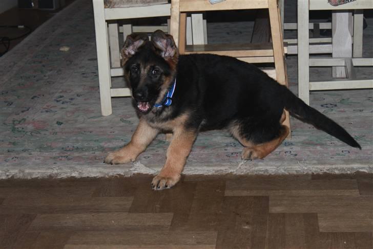 Schæferhund Hekami Turbo (Kovo) billede 16