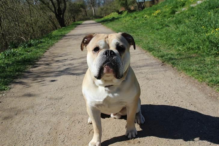 Olde english bulldogge Buffy's Junior - 1½ år billede 5
