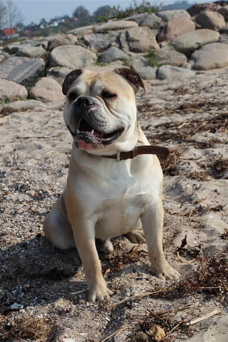 Olde english bulldogge Buffy's Junior - 1½ år billede 9