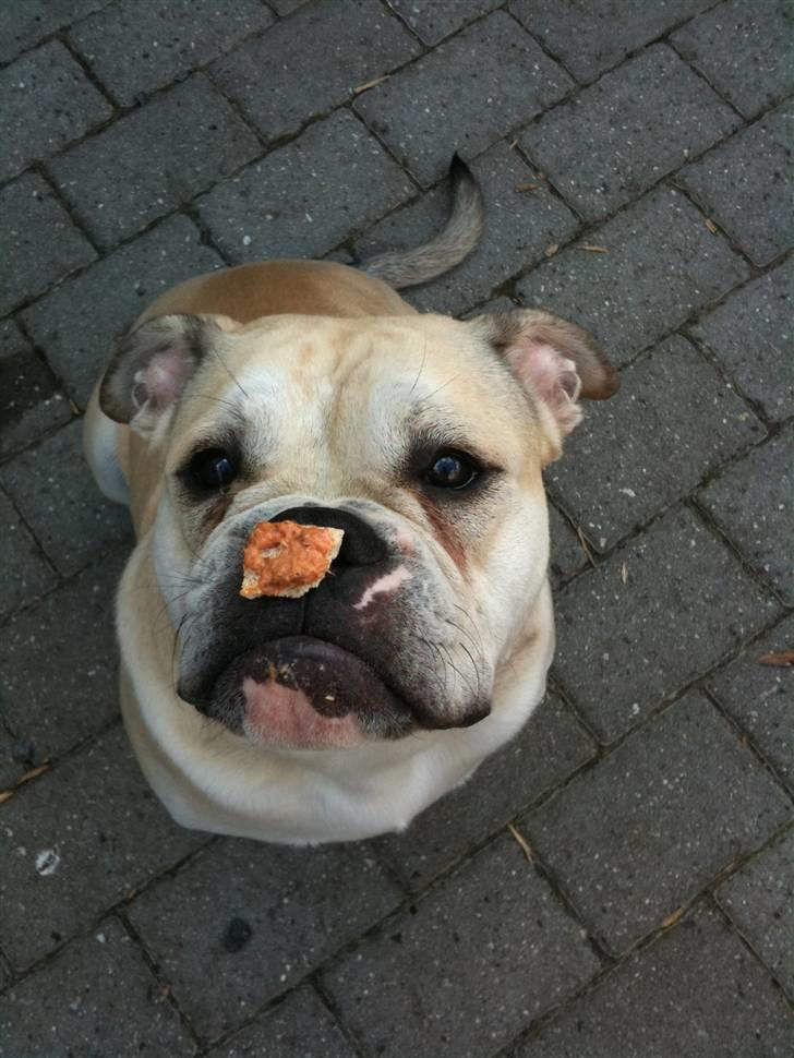 Olde english bulldogge Buffy's Junior billede 4