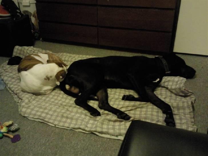 Blanding af racer Ludvig - HAHAHA manfred bliver gasset tænker ludvig  billede 6