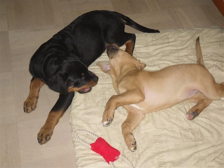 Rottweiler Bjørn Junior - Junior og Menja leger juleaften. billede 6