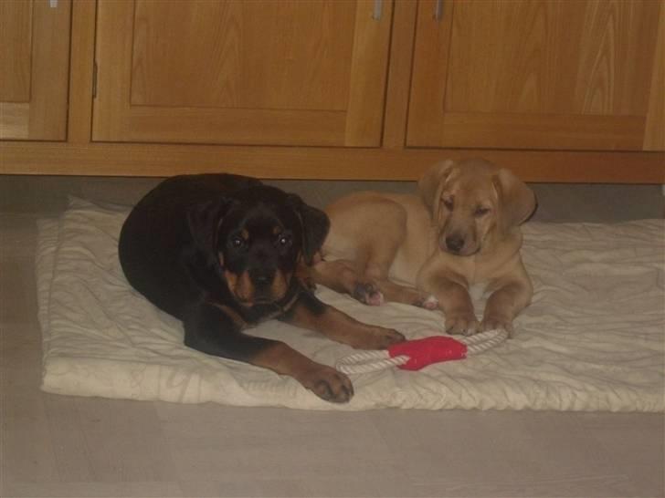 Rottweiler Bjørn Junior billede 7