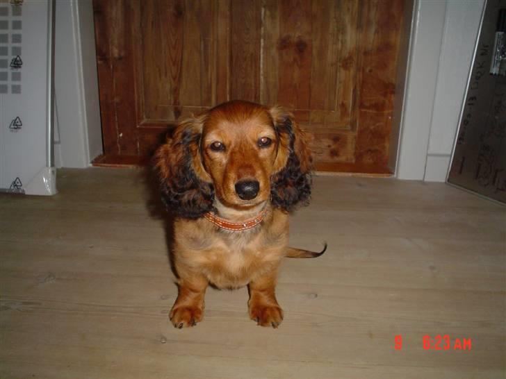 Dværggravhund Lady billede 1