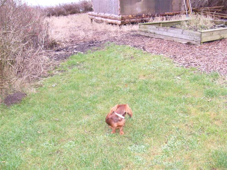 Dværggravhund Lady billede 2