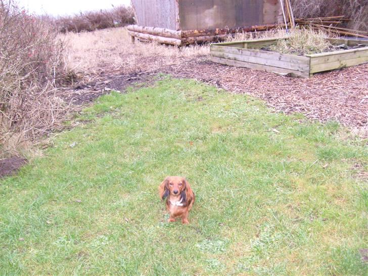 Dværggravhund Lady billede 3