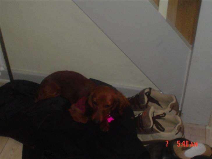 Dværggravhund Lady billede 4