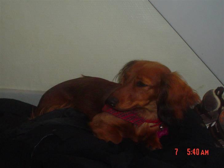 Dværggravhund Lady billede 5