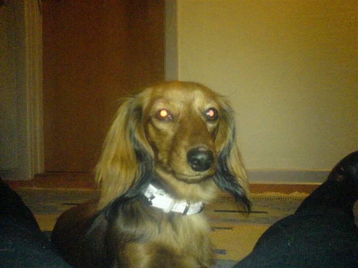 Dværggravhund Lady billede 7