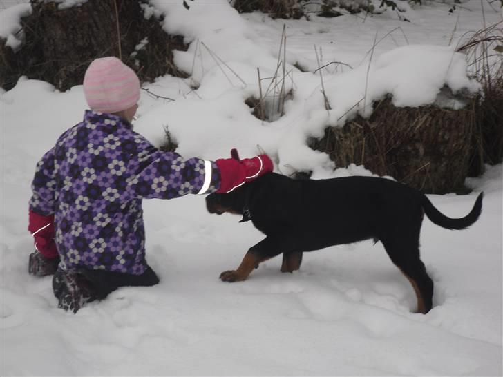 Rottweiler Bjørn Junior - Junior leger med niecen :) billede 8