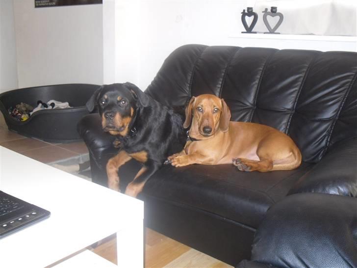 Rottweiler Bjørn Junior - Her er Junior og Fætter Simba. billede 9