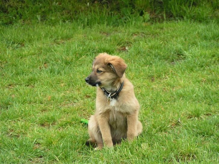 Blanding af racer dakota billede 13