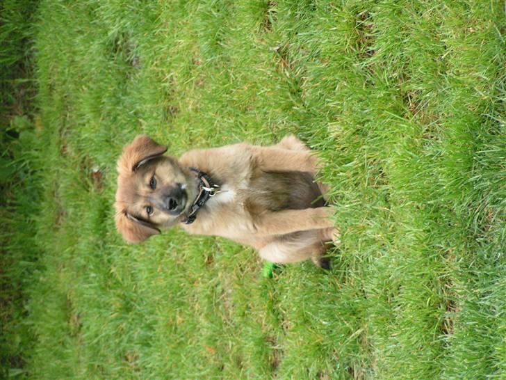 Blanding af racer dakota billede 14