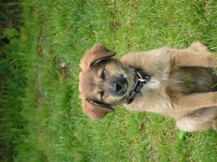 Blanding af racer dakota billede 15