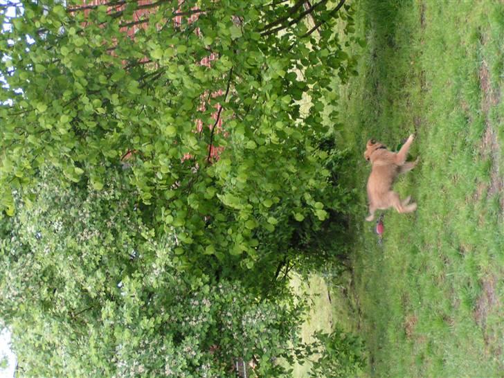 Blanding af racer dakota billede 16