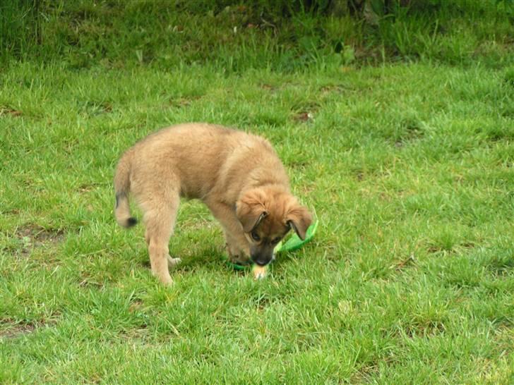 Blanding af racer dakota billede 17