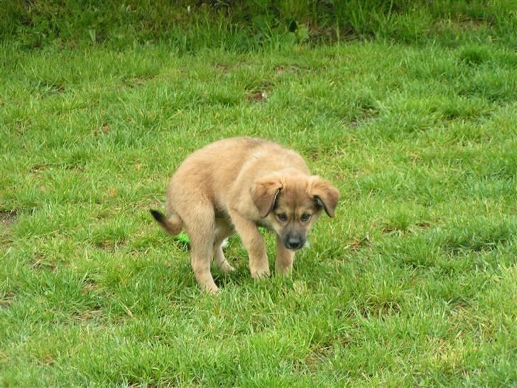 Blanding af racer dakota billede 18