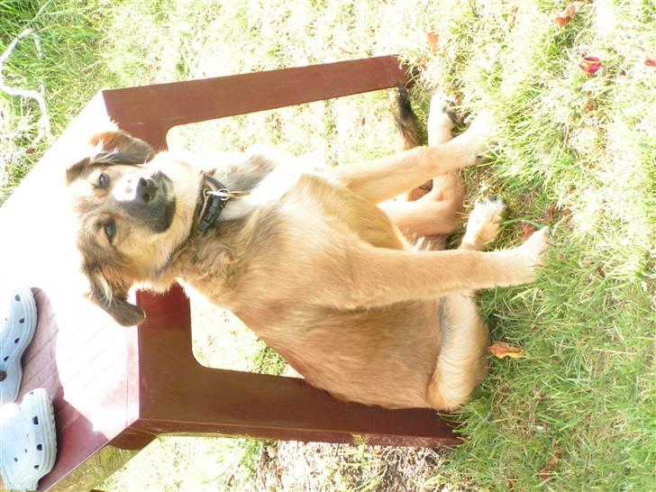 Blanding af racer dakota billede 20