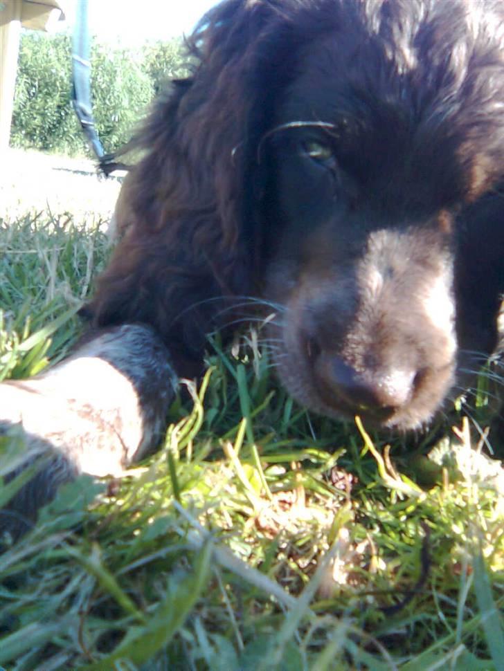 Tysk wachtelhund Pinie - Mmmmm ! billede 1