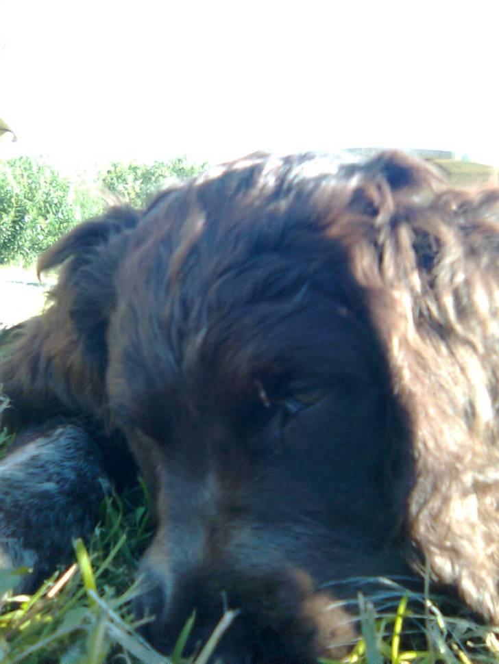 Tysk wachtelhund Pinie - Pinie billede 2