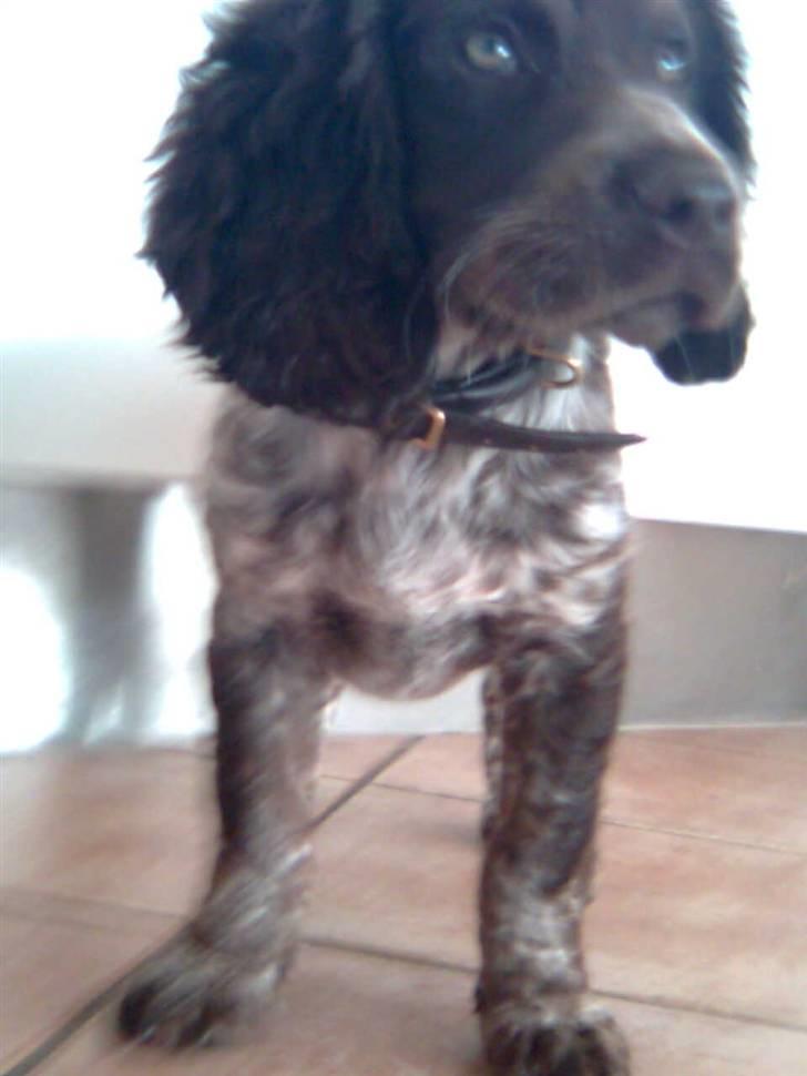 Tysk wachtelhund Pinie - Pinie i hundehøjde. billede 3