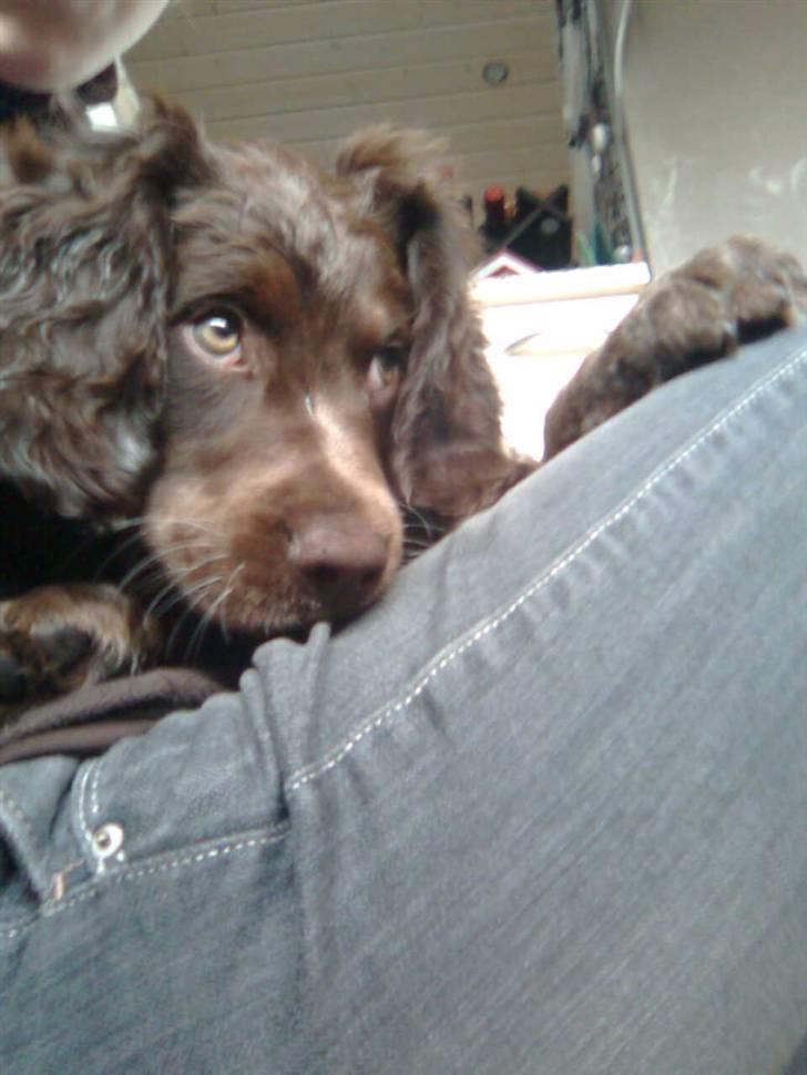 Tysk wachtelhund Pinie - Pinie lægger på mig. billede 4