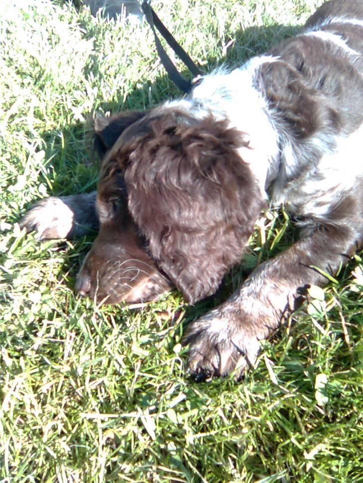 Tysk wachtelhund Pinie - Hun er da bare vidunderlig ! billede 5