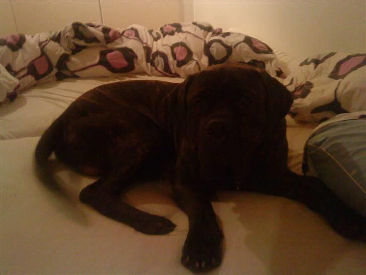 Cane corso Tøffe billede 2