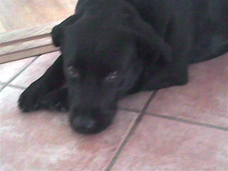 Labrador retriever Chili - Chili billede 1