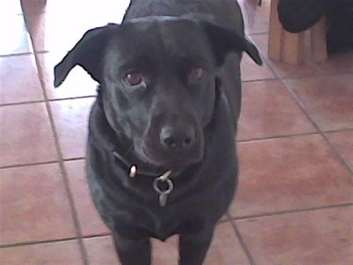 Labrador retriever Chili - Chili billede 2