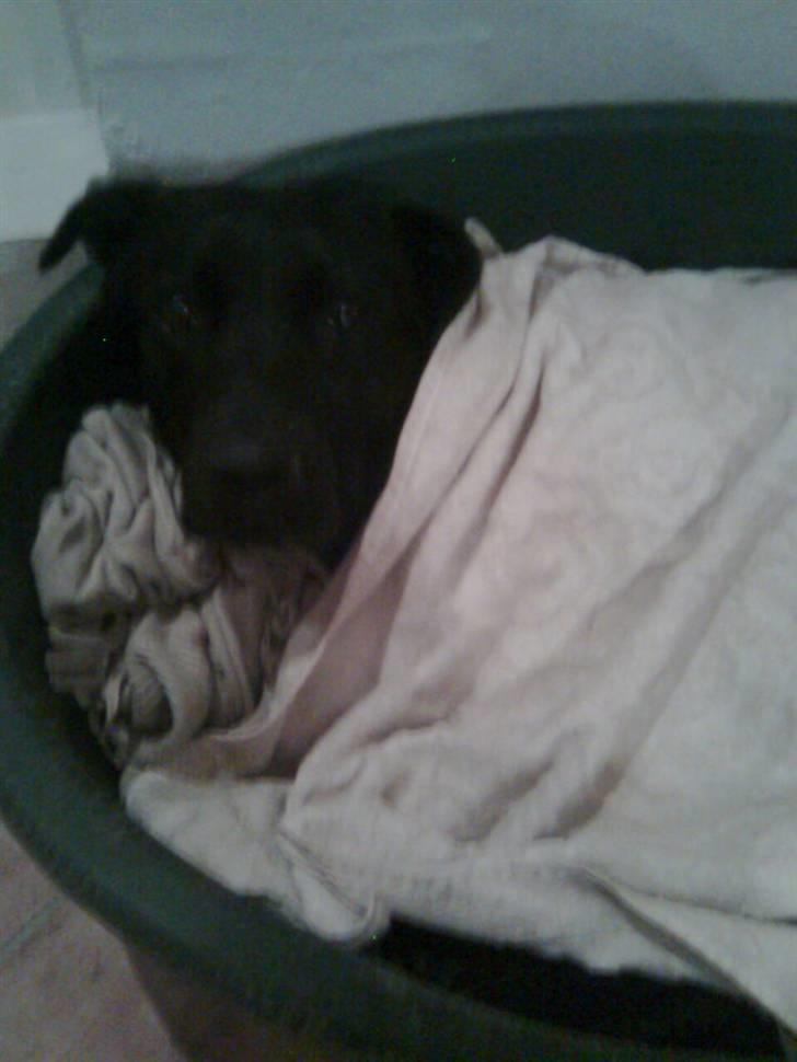 Labrador retriever Chili - Så fryser jeg ikke :) billede 3