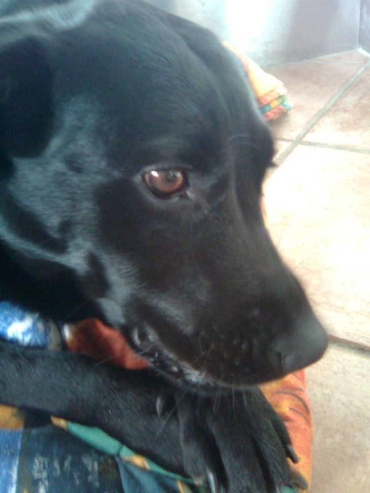 Labrador retriever Chili - Model :) billede 4