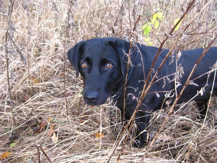 Labrador retriever Candy - Candy i skoven :) billede 17