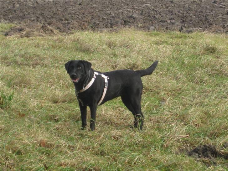 Labrador retriever Candy - Da vi var en tur i skoven :) Hun er da flot af en snart 10 årig hund at være ikk? :) billede 18