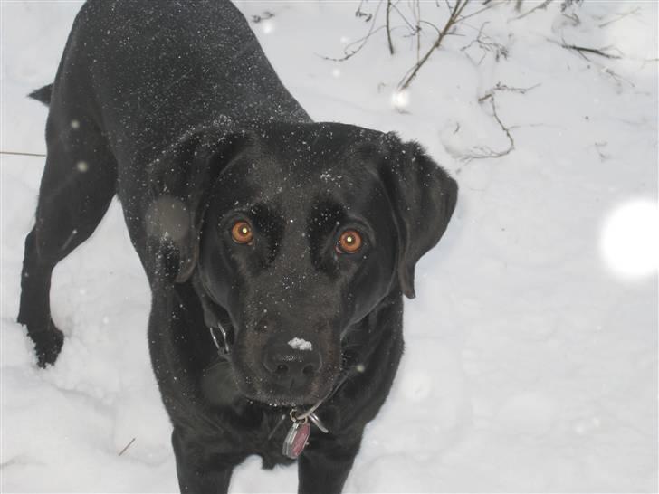 Labrador retriever Candy - Min smukke elskede hund!<33 billede 20