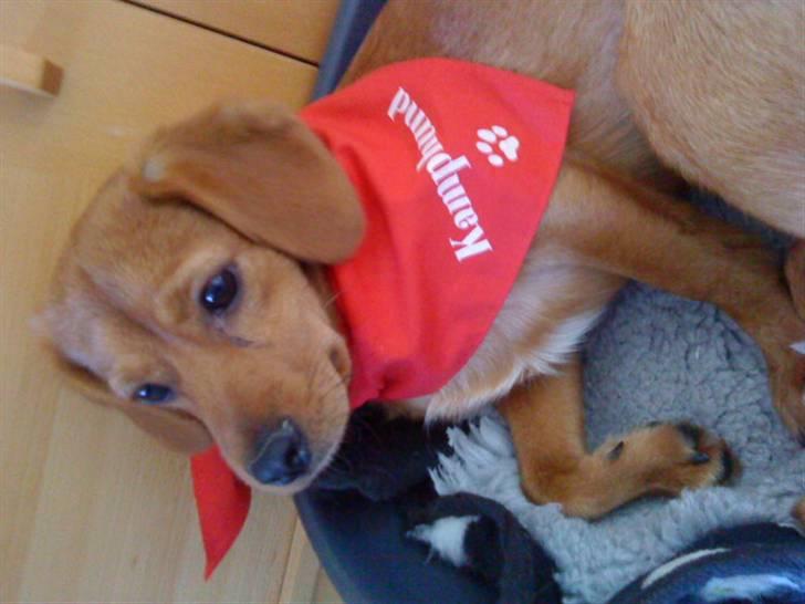 Blanding af racer Buster - Der vi lige havde hentet ham :D billede 3