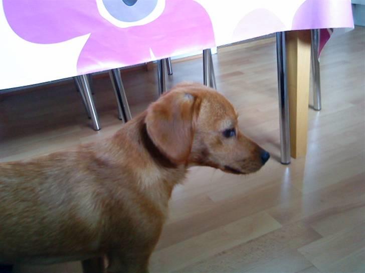 Blanding af racer Buster billede 4